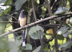 Dendrocitta vagabunda