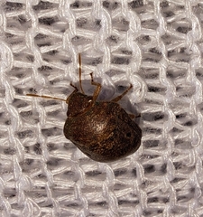 Diolcus chrysorrhoeus