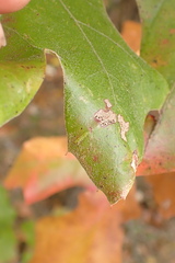 Macrodiplosis majalis