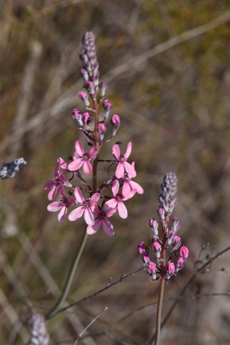 Stylidium brunonianum (Stylidium brunonianum)