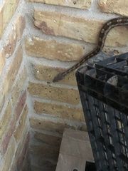 Pantherophis emoryi