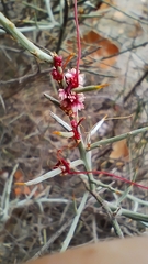 Cuscuta epithymum