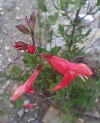 Salvia greggii