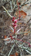 Cuscuta epithymum