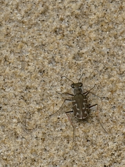 Calomera angulata
