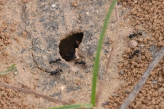 Messor aciculatus