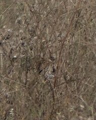 Emberiza schoeniclus