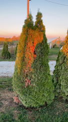 Platycladus orientalis