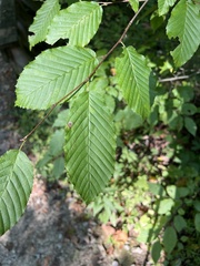 Carpinus