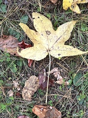 Liquidambar