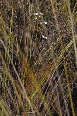 Drosera geniculata