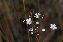 Drosera geniculata