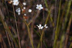 Drosera geniculata