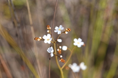 Drosera geniculata