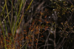 Drosera geniculata
