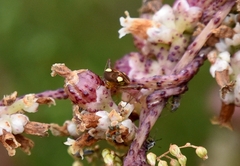 Adelphocoris fasciaticollis