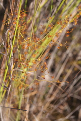 Drosera geniculata