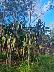 Pandanus conoideus