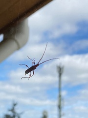 Chenoderus testaceus