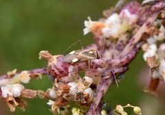 Adelphocoris fasciaticollis