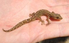 Afrogecko porphyreus