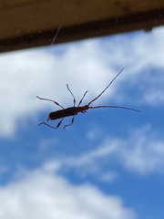 Chenoderus testaceus
