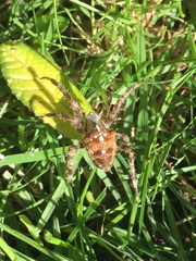 Araneus diadematus