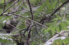 Muscicapa muttui
