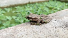 Polypedates leucomystax