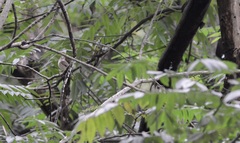 Muscicapa muttui