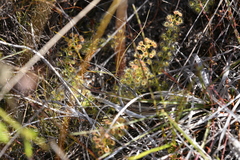 Drosera stolonifera