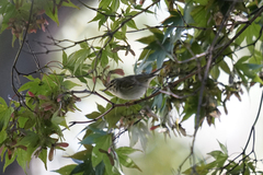 Phylloscopus borealis