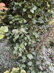 Hedera helix