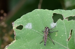 Podosphaera fuliginea