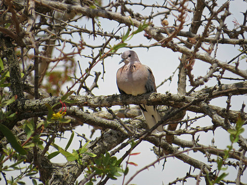 Laughing Dove