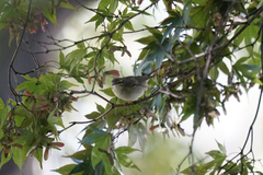 Phylloscopus borealis