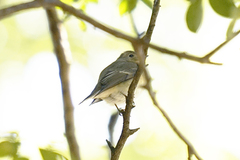 Ficedula mugimaki