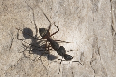 Camponotus cruentatus