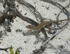 Aspidoscelis maslini