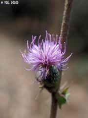 Cirsium phyllocephalum