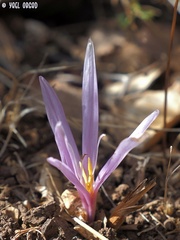 Colchicum hierosolymitanum