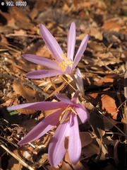 Colchicum hierosolymitanum