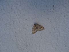Nebula ibericata