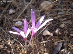 Colchicum hierosolymitanum