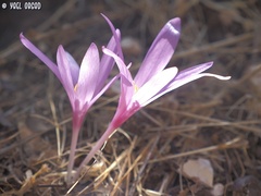 Colchicum hierosolymitanum