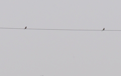 Emberiza cioides