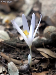 Colchicum troodi