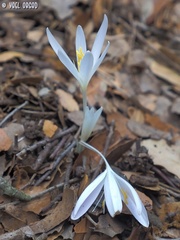 Colchicum troodi