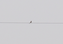 Emberiza cioides