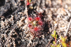 Drosera nitidula